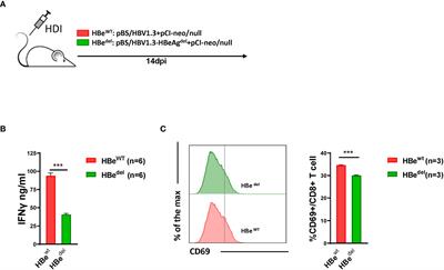 HBeAg Is Indispensable for Inducing Liver Sinusoidal Endothelial Cell Activation by Hepatitis B Virus